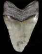 Fossil Megalodon Tooth - South Carolina #39235-2